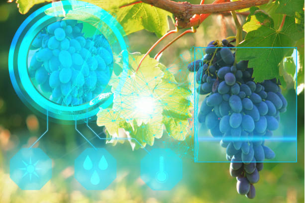 IA intelligence artificielle vin viticulture role et apports vigne